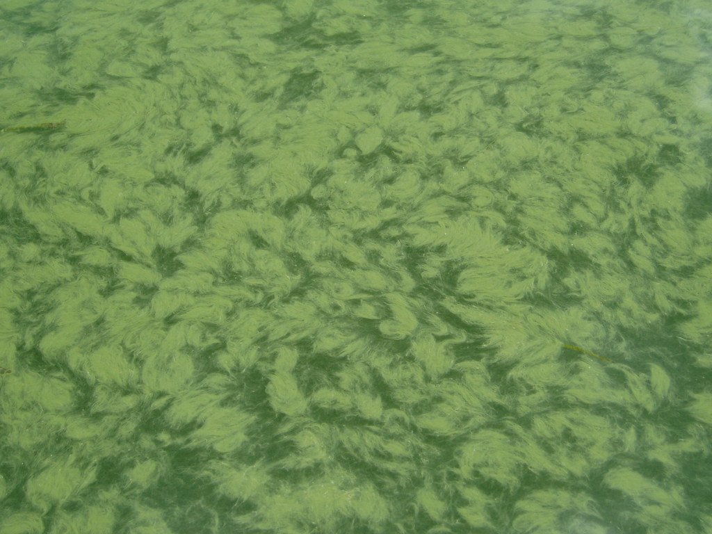 Alga by Najots algae photo