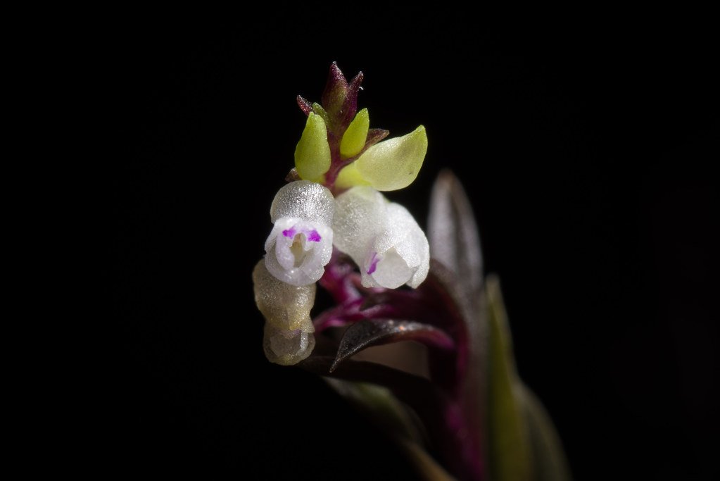 papua New Guinea photo