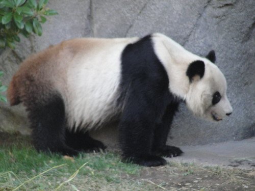 panda photo